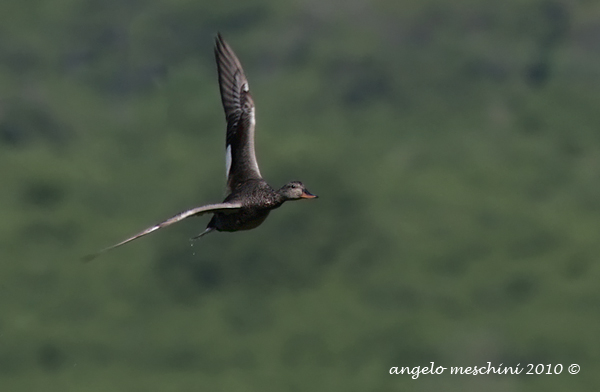volo di Canapiglia
